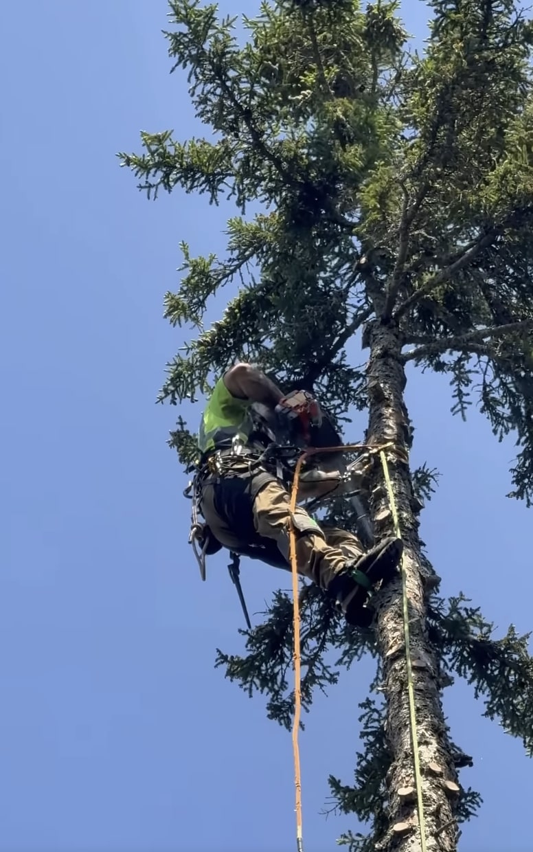 Certified arborist performing tree maintenance in Ontario, CA