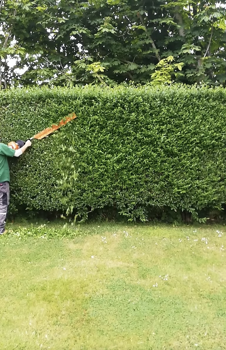 Seasonal hedge and tree trimming service in Ontario, CA