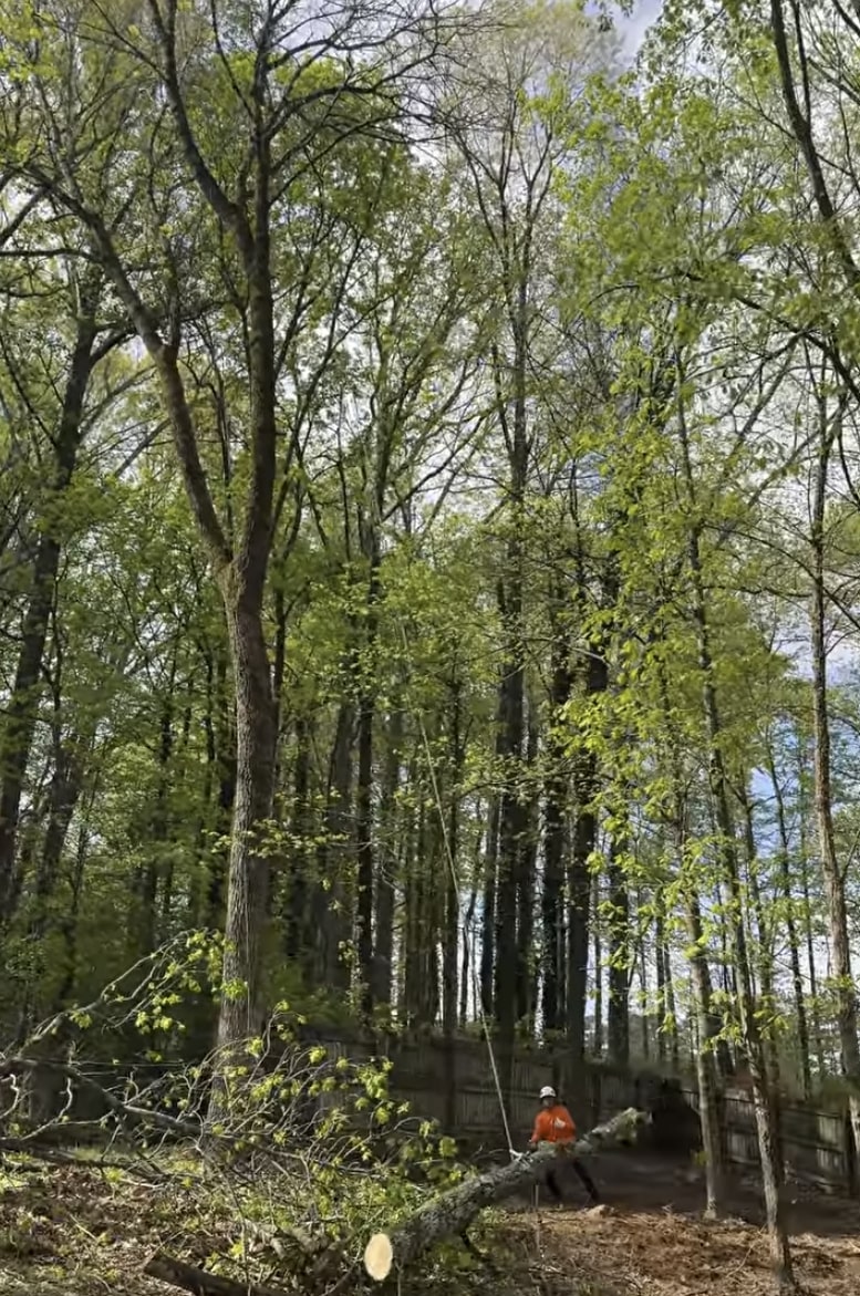 Emergency tree removal service in Ontario, CA